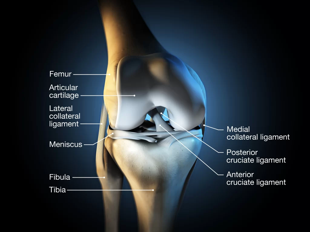 Bone vs Cartilage: 15 Major Differences and Examples