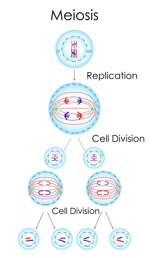 Binary Fission: Steps, Types, Examples (vs. Mitosis)