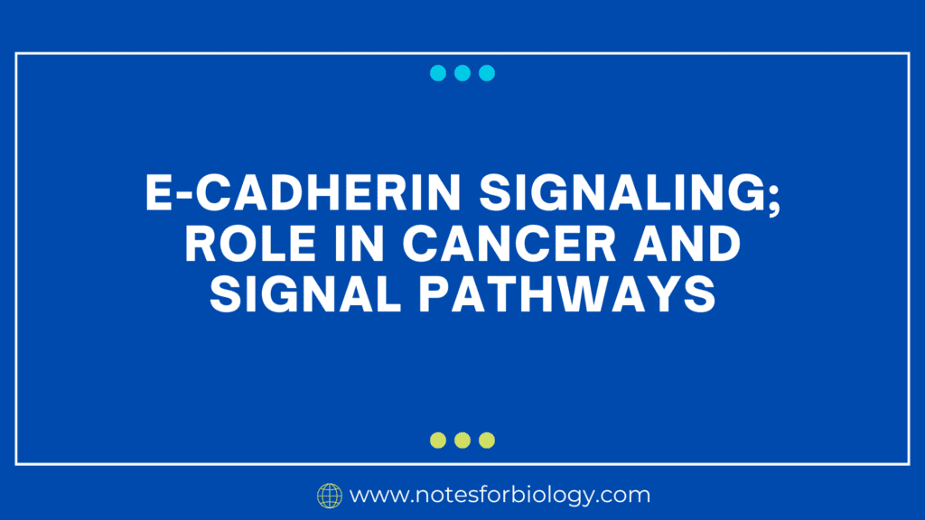 E-cadherin signaling; role in cancer and signal pathways