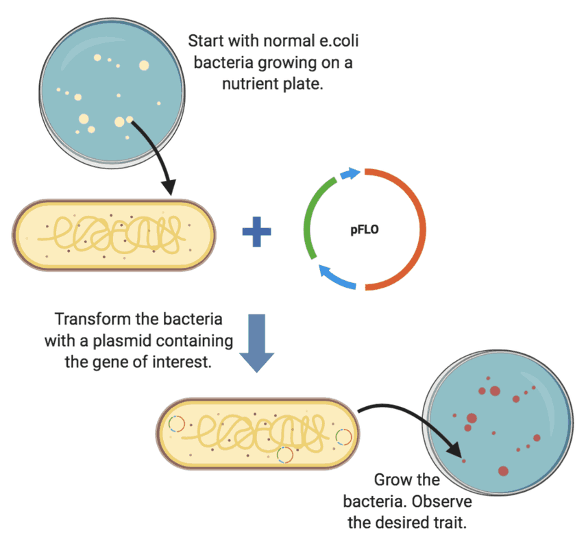 Escherichia coli Transformation Using Plasmids