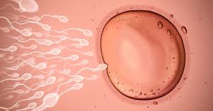 In vitro fertilization (IVF)