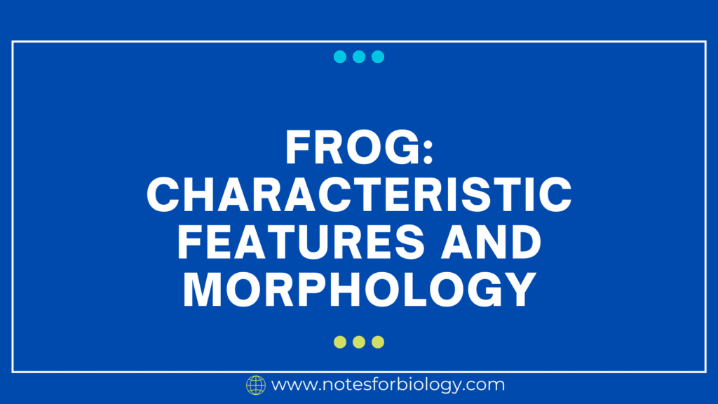 Frog Characteristic features and morphology