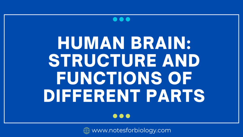 Human Brain Structure and Functions of different parts