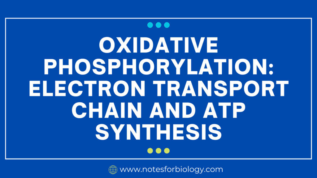 Oxidative phosphorylation Electron transport chain and ATP synthesis