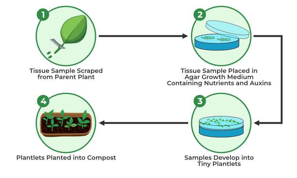 Plant tissue culture