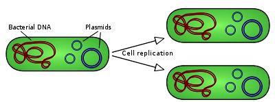 Mechanism of Plasmid replication: theta and rolling circle DNA replication