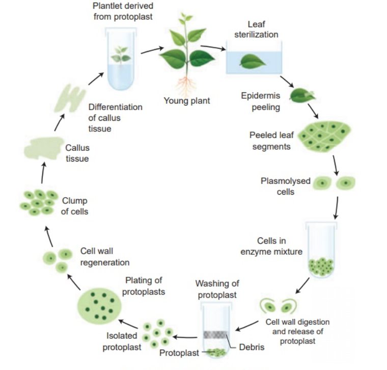 Plant Tissue Culture