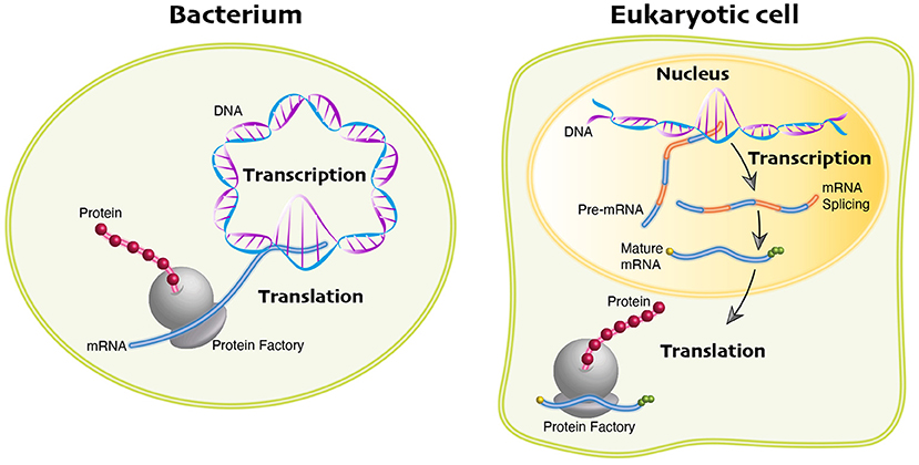 RNA Processing in eukaryotes