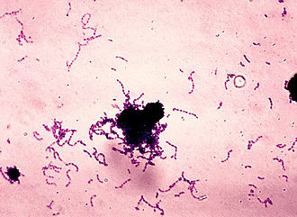 Biochemical Test of Streptococcus mutans