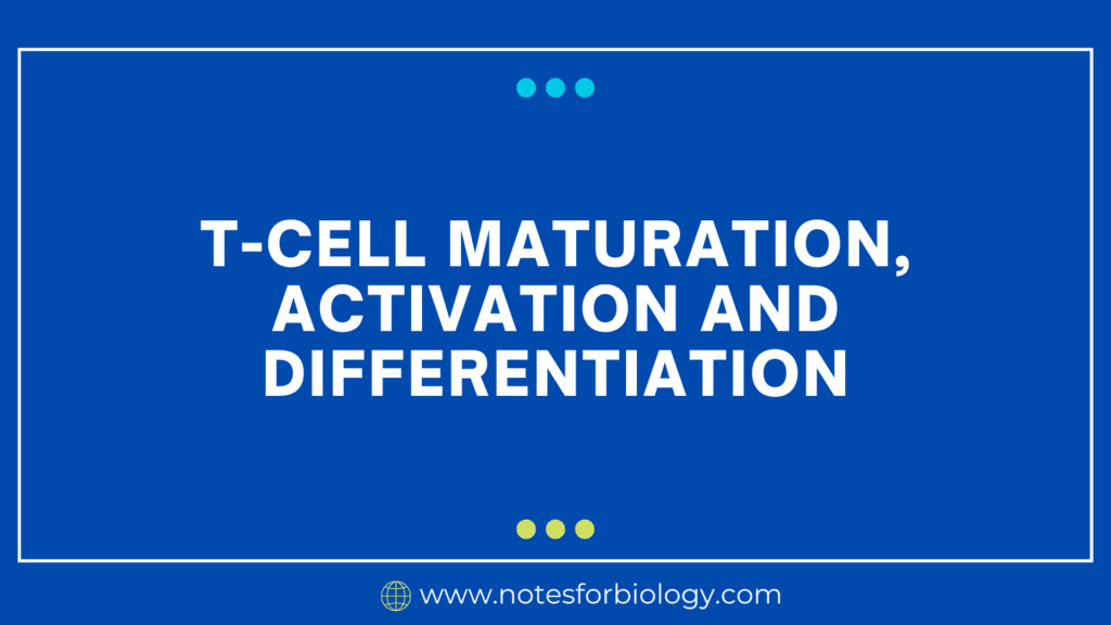 T-cell maturation, activation and differentiation