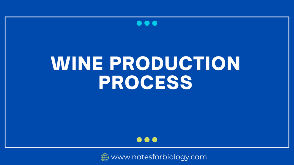 Wine Production Process