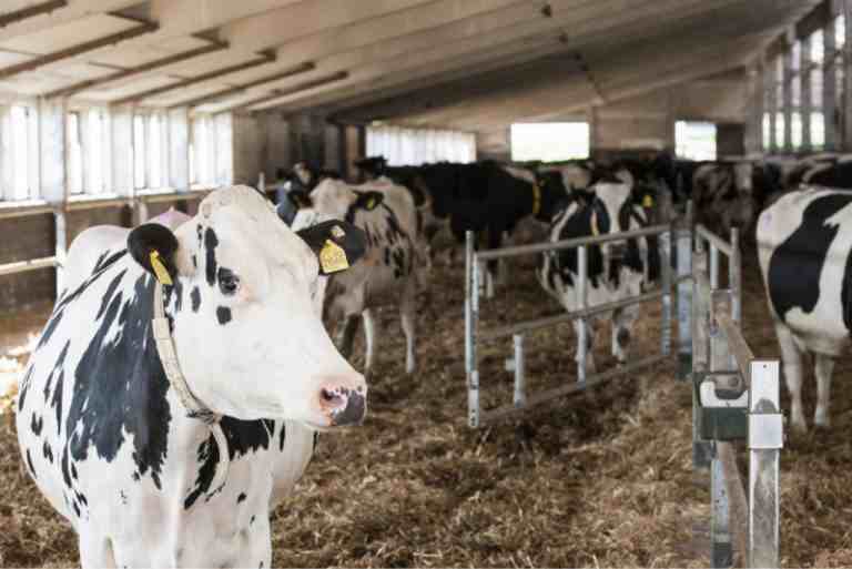 Semen analysis and bull fertility