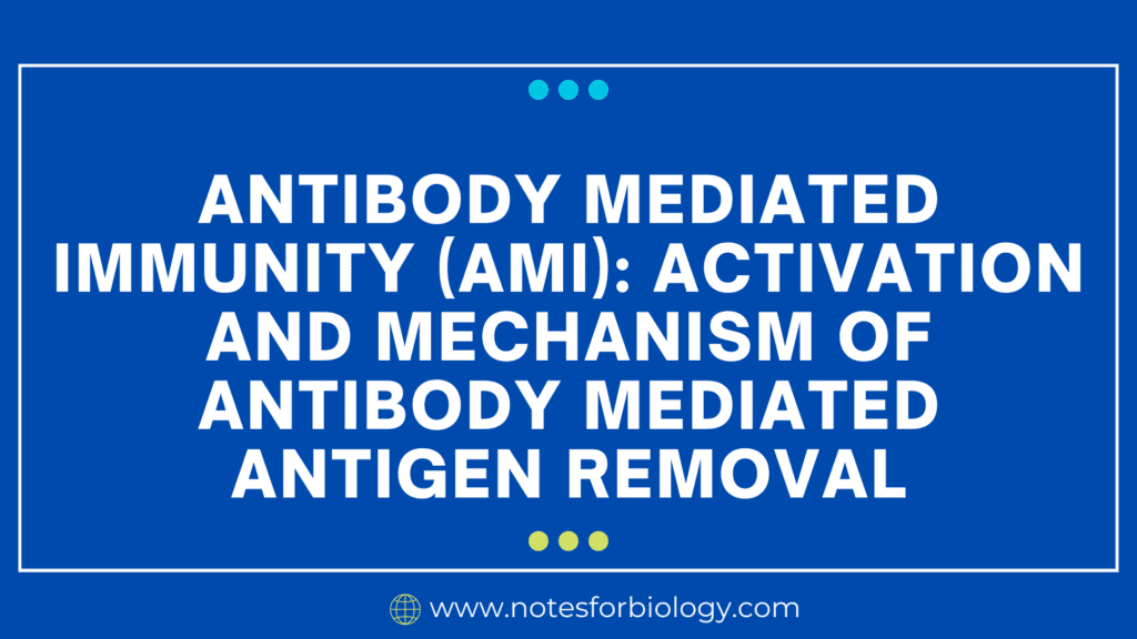 Antibody Mediated Immunity (AMI) Activation and mechanism of antibody mediated antigen removal