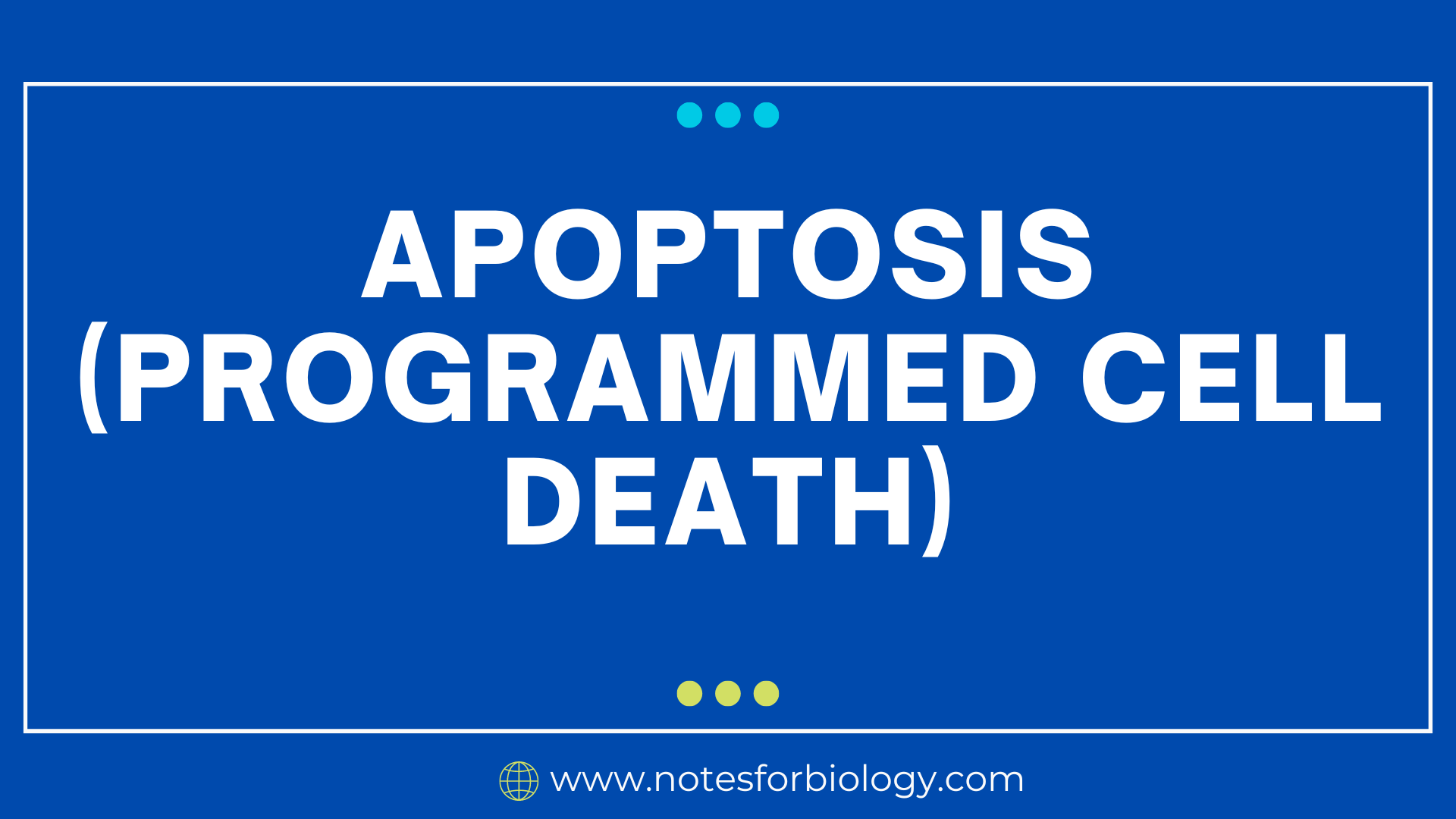 Apoptosis (Programmed cell death) - Best Biology Notes,..