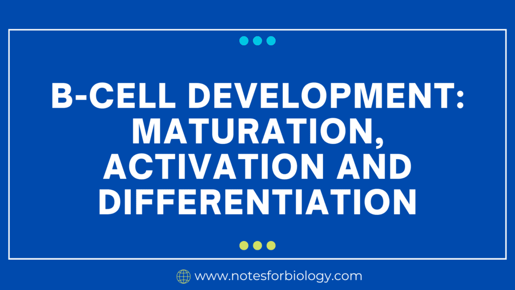 B-cell development Maturation, activation and differentiation