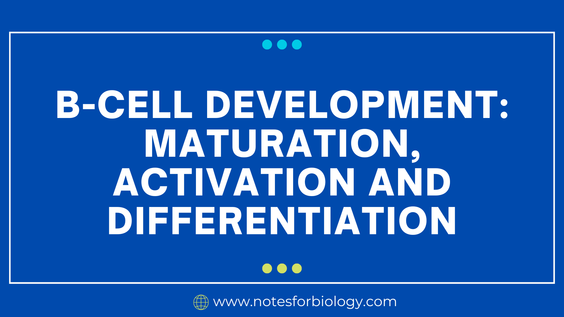 maturation and activation of b cells