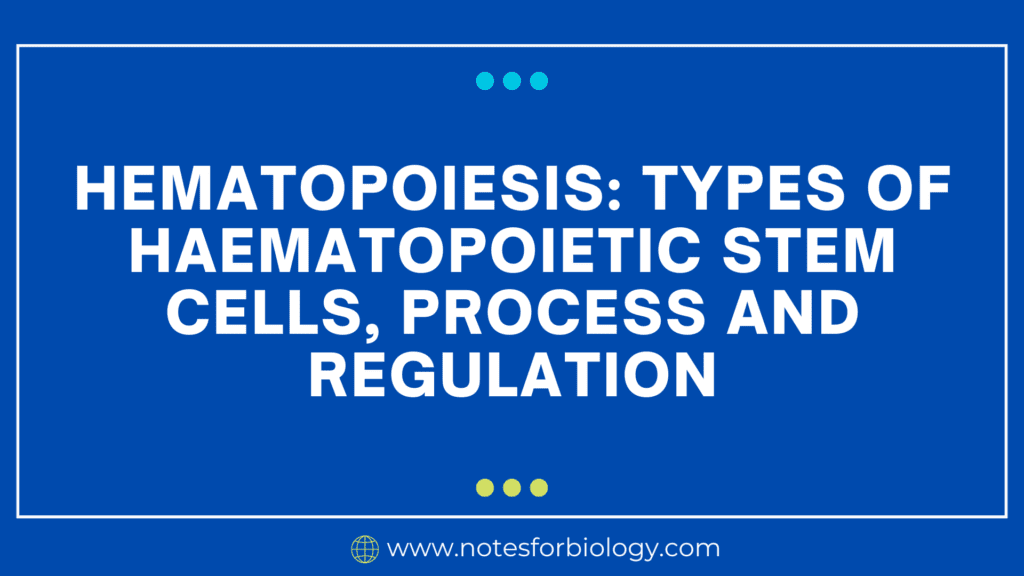 Hematopoiesis Types of Haematopoietic stem cells, Process and Regulation