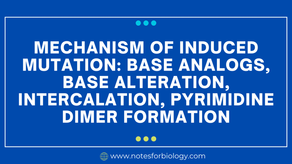 Mechanism of induced mutation: base analogs, base alteration