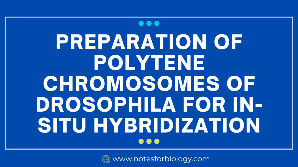 Polytene Chromosomes of Drosophila preparation for...