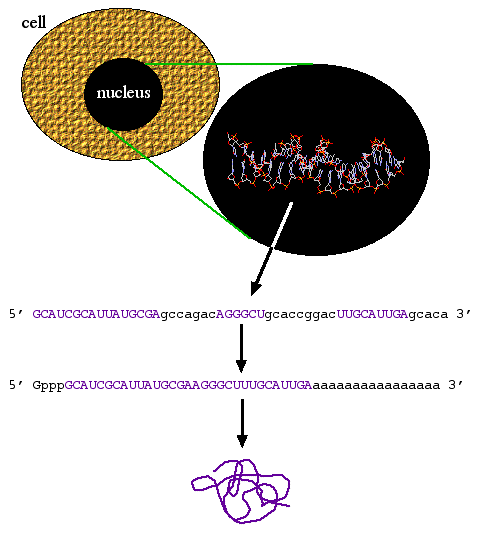 cDNA cloning: Principle and steps involved in cDNA cloning