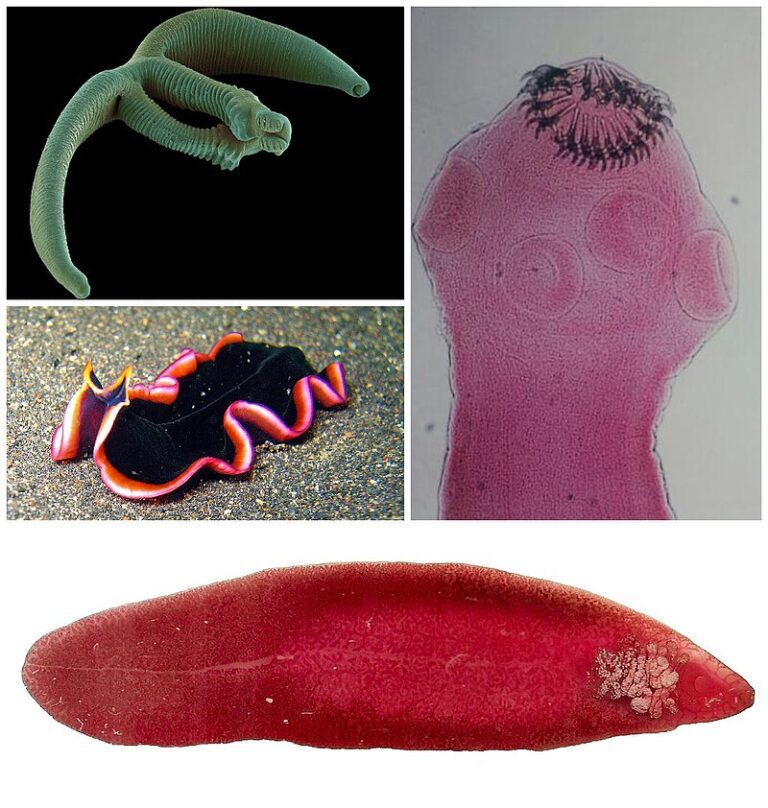 Taenia solium; morphology, life cycle, pathogenesis,...