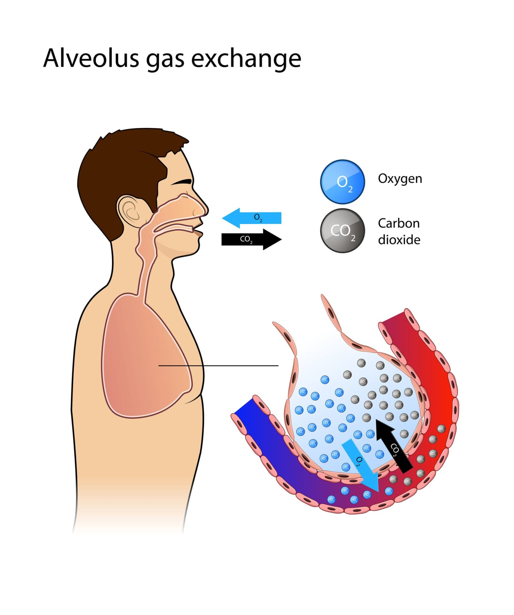 Mechanism of respiration in human best biology notes