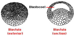 Blastula stage