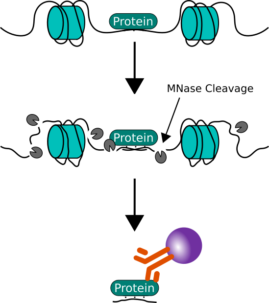 Chromatin immunoprecipitation (ChiP)
