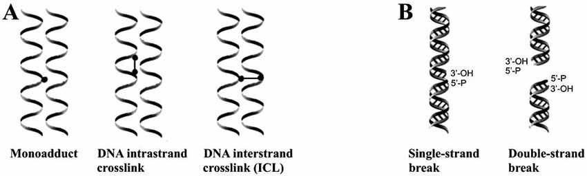 _DNA_damage