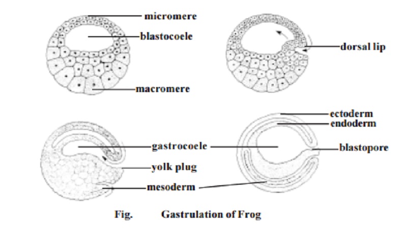 Gastrulation in frog