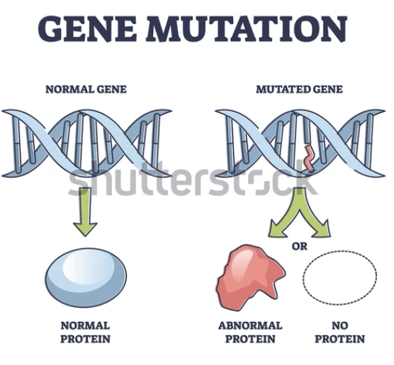 Gene mutation