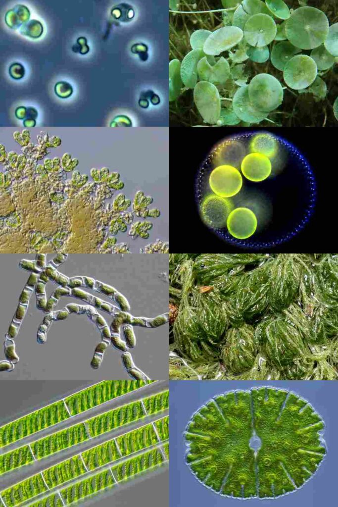Green algae