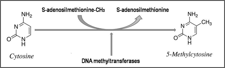 Methyltransferase