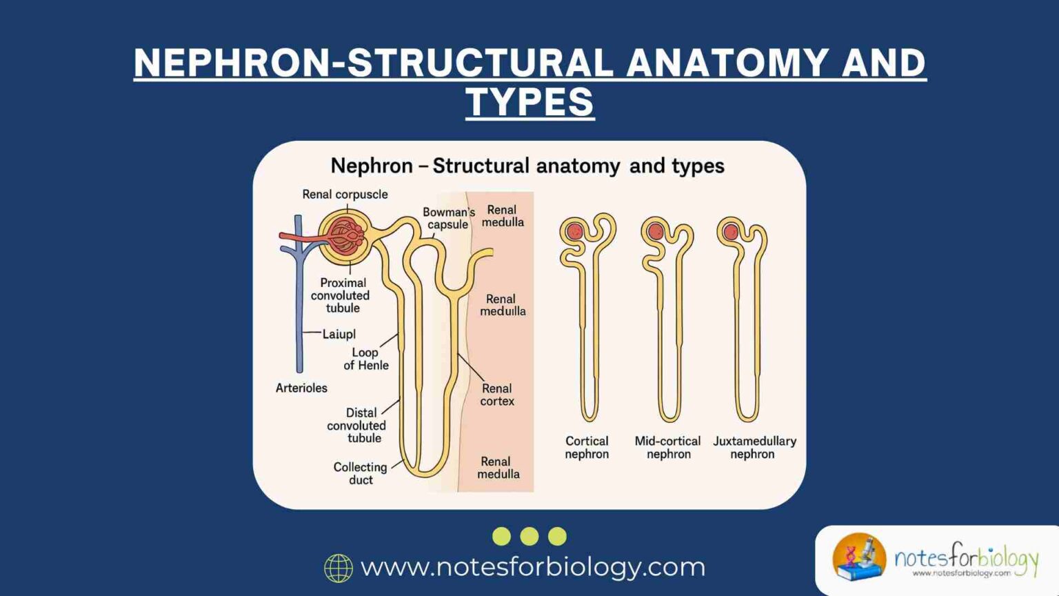 Nephrons Structural anatomy and types Best Biology Notes