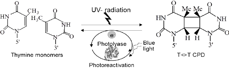 Photoreactivation