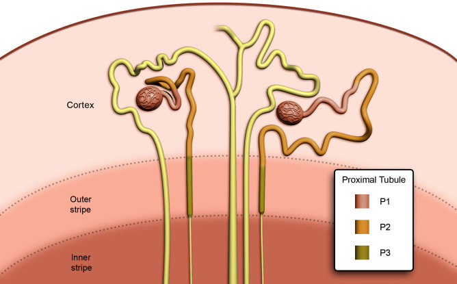 Proximal Convoluted Tubule (PCT)