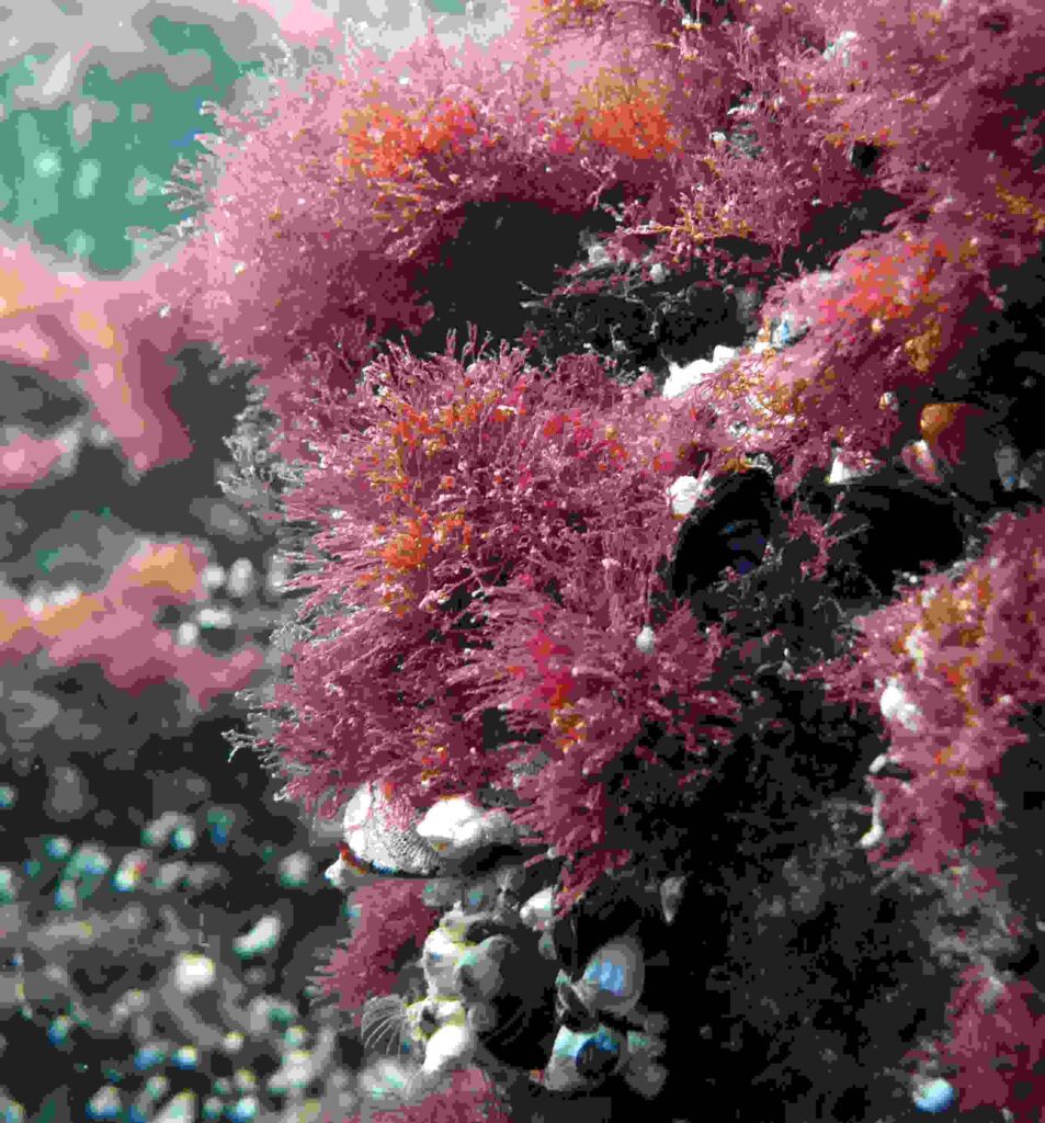 Red Algae