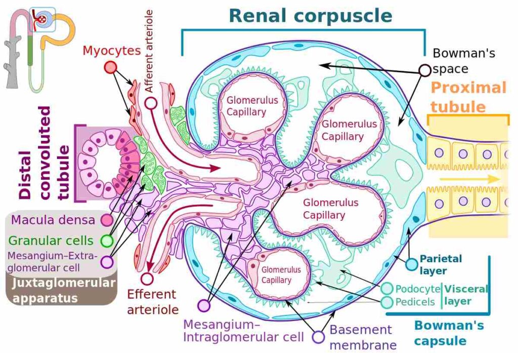 Renal corpuscle