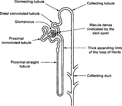 Renal tubules