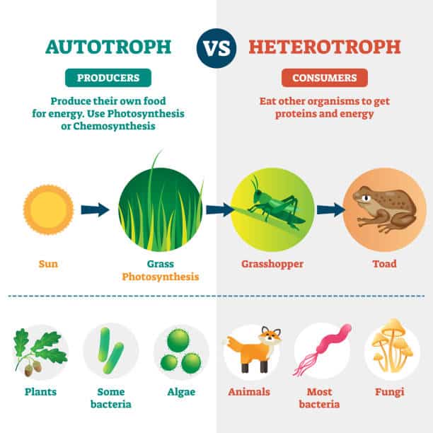 autotrophs vs heterotrophs