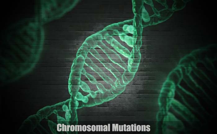 chromosomal-mutations