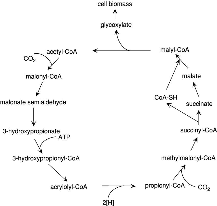 3-Hydroxypropionate Bicycle