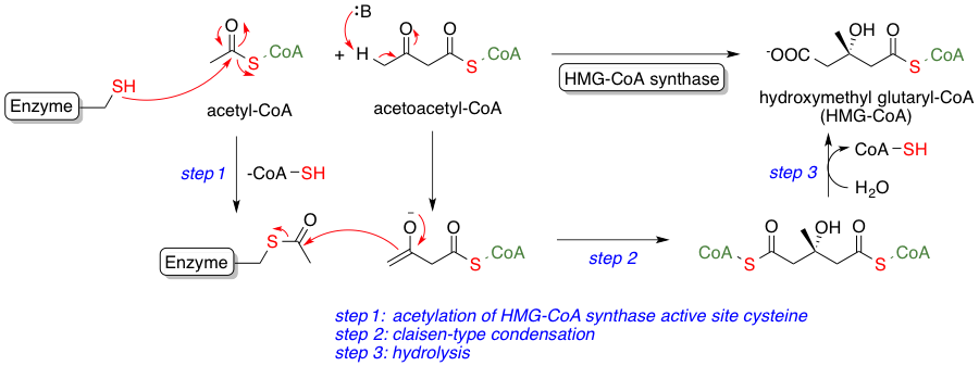 Acetyl‑CoA and HMG‑CoA