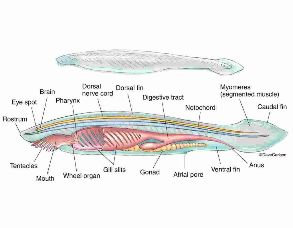 Branchiostoma