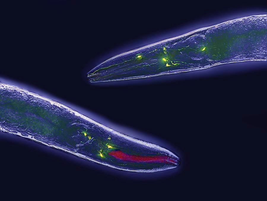 Caenorhabditis elegans