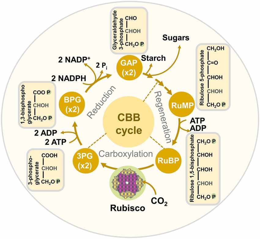 Calvin-Benson-Bassham (CBB) Cycle