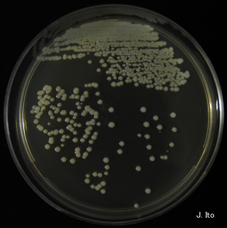 Candida parapsilosis
