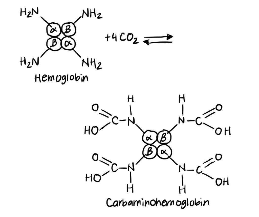 Carbaminohemoglobin