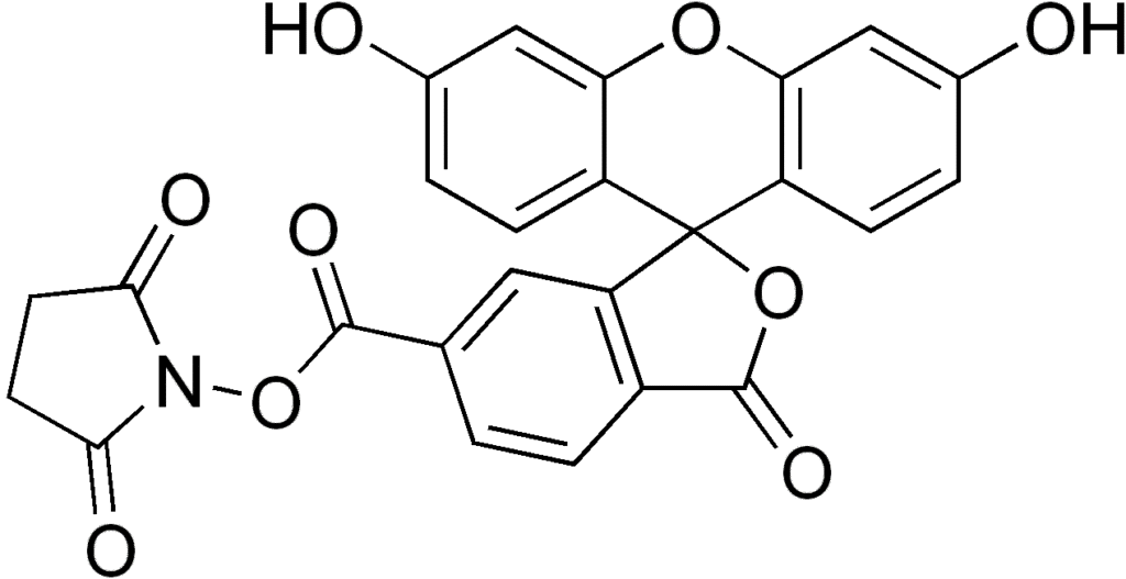 Carboxyfluorescein_succinimidyl_ester