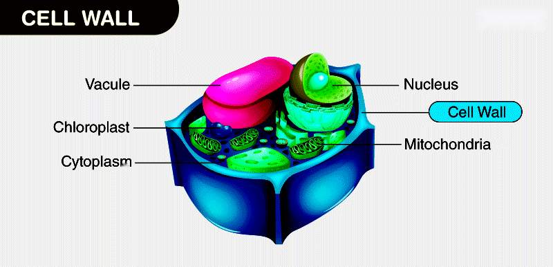 Cell Wall